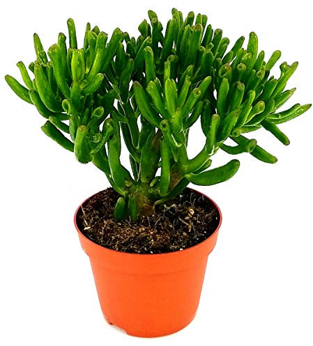 POWERS TO FLOWERS - CRASSULA OVATA HOBBIT ALBERO DI GIADA, VASO 13CM, pianta vera