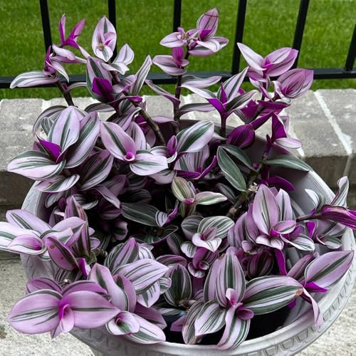50 pcs grünlilie kaufen samen - gartenblumen pflanzen, balkon pflanze (Chlorophytum comosum) balkonblumen, pflanzen winterhart draußen blumensamen geschenk, pflanze blumen garten,