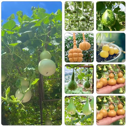 semillas Calabaza de botella cama elevada de jardín interior invierno bonsái interior silvestres perennes para reverdecer techos resistentes 150pcs