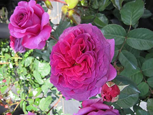 Rosa Laudatio ® - Edelrose Laudatio ® - Noack Rose