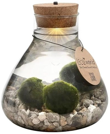 vdvelde.com - Lucky Marimo - Ecoworld Flaschengarten mit Mooskugeln im Glas - Pflanzen Terrarium Glas Ø 17 cm ↥ 20 cm - Mini Ökosystem mit Licht