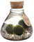 vdvelde.com - Lucky Marimo - Ecoworld Flaschengarten mit Mooskugeln im Glas - Pflanzen Terrarium Glas Ø 17 cm ↥ 20 cm - Mini Ökosystem mit Licht