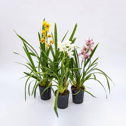Vivai le Georgiche - Pianta vera di Cymbidium in varietà Orchidea - vaso Ø 14 cm - altezza alla vendita 40-60 cm