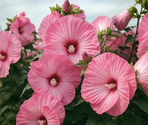 50+ Rose Mallow Hibiscus Seeds Flowers Garden Planting