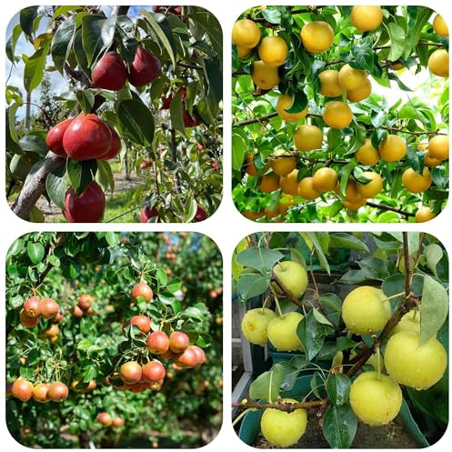 semillas resistentes del peral - variedades antiguas exóticas 35pcs