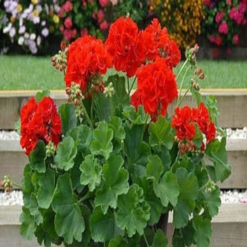 100 semi di geranio rosso pelargonium