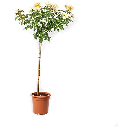 KENTIS - Rosier Jaune Ombragé Rose - Vraies Plantes à Fleurs d'Extérieur - Vraies Roses en Pot - Plante de Jardin Décorative - H 180-190 cm Pot Ø 22 cm