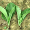 Haloppe 3000 Unids Pak Choi Semillas de Verduras para la Plantación de Huertos Caseros, Pak Choi Semillas de Col China Garden Yard Planta de Verduras Semillas Pak Choi
