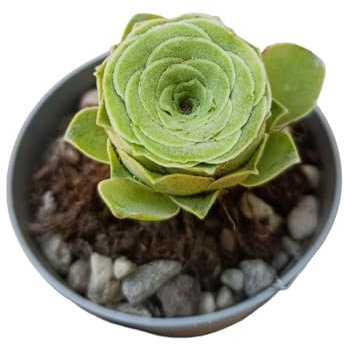 Greenovia aurea pianta grassa a forma di rosa succulenta crassula fiori gialli