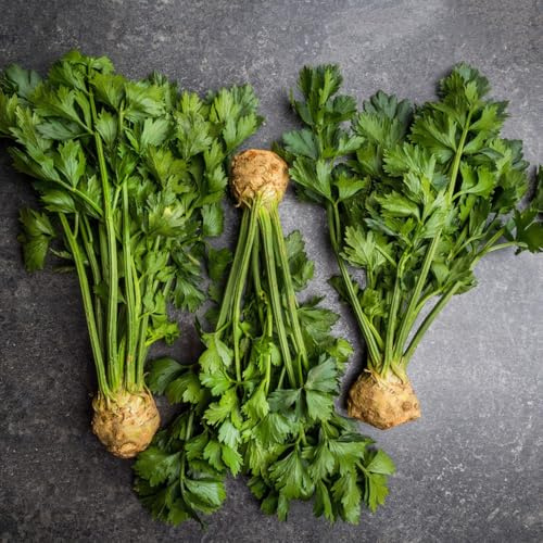 semi di sedano rapa resistenti per giardino, sedano, sedano rapa biologici invernali, 200pcs
