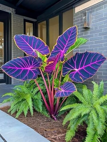 Bulbos de Alocasia Colocasia, hojas gigantes para jardines y terrazas-3bulbo-B