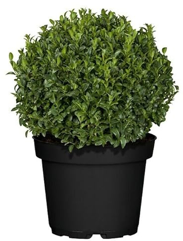 Buxus Natural Arbusto Resistente y Fácil de Cuidar Perfecta para Jardines Exteriores