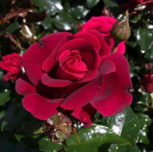 As Good As It Gets- Fragrant-Dark Pink/BlackBerry 3 Litre Pot