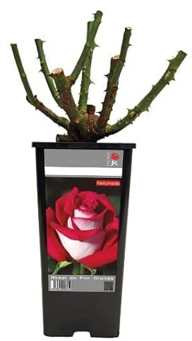 Rosal Perfumado Color Rojo Arbusto de Exterior Flores Rojas
