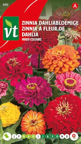 Zinnia à fleur de dahlia Graines - Fleur à couper superbe