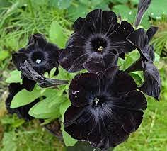 Graines De Fleurs De Pétunia Noires Paquet De 100 Graines