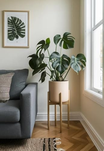 Monstera Deliciosa, Planta Tropical de Interior, Cuidados Bajos