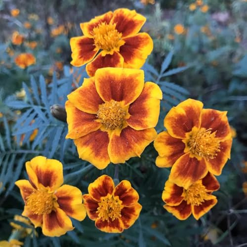 semillas de caléndula orgánicas - tagetes - raras, decoración de sala de estar, caléndula de caléndula Decoración de jardín para exterior, balcón, 600pcs