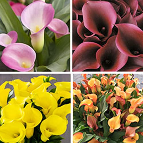 CXXFGFT/Calla-Zwiebeln/Fleißige, mehrjährige Pflanze/Geeignet zum Anpflanzen im Innen- und Außenbereich des Gartens/Calla-Pflanzen/Schöne Schnittblume-8 zwiebeln-A