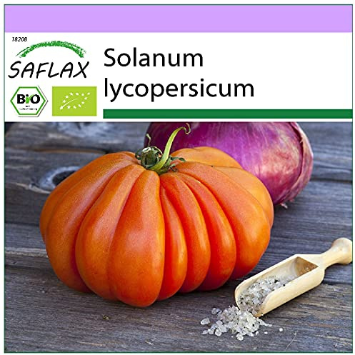 SAFLAX - Ekologiskt - Tomat - Oxehjärta - 10 Frön - Solanum lycopersicum