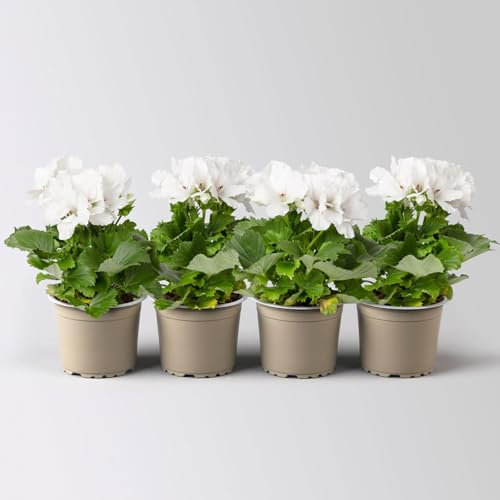 Edelgeranie Bella Donna® 'Don Palido®' weiß, Topf-Ø 12 cm, 4 Pflanzen
