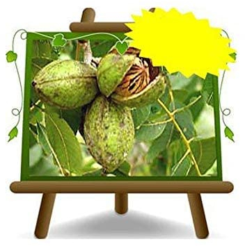 Noyer Pecan Wichita – Plante fruitière vieux porte greffe franc sur pot 20 - arbre max 90 cm - 2 ans