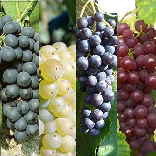 Carbeth Plants 3 x Grape Vine Plant Collection in 9cm Pots - Nurseryman’s Mixed Low Maintenance Hardy Outdoor Fruiting Vitis Plants Ready to Grow - Ideal for UK Gardens and Allotments