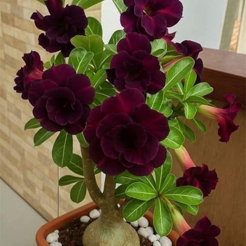 Rosa del deserto/resistenti al freddo e alla siccità/Rosa del deserto rhizome-1 Bulbi