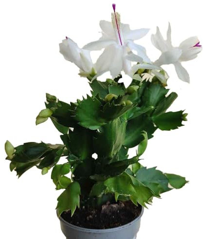 pianta vera di Schlumbergera White Eva cactus di Natale pianta grassa fiore bianco