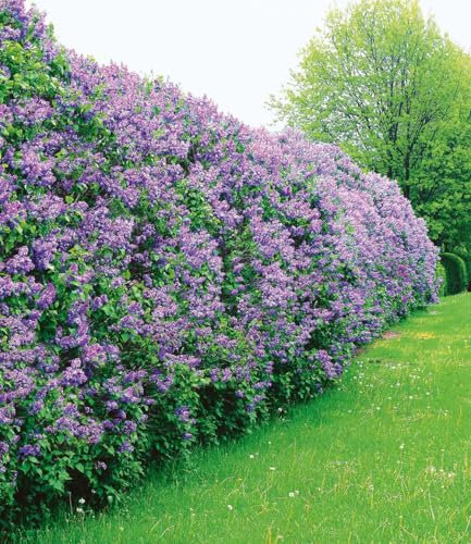BALDUR Garten Flieder-Hecke,3 Pflanzen, herrlich duftend, üppig blühend & insektenfreundlich, Schnittblume für die Vase, winterhart & mehrjährig, pflegeleicht