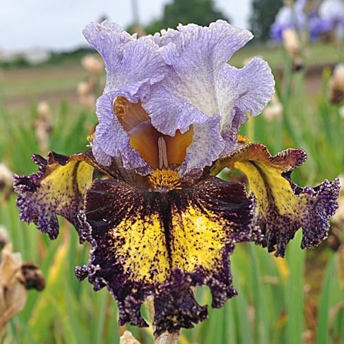 Bulbi Di Iris Barbuto Di Colore Misto,Dea Dell'Arcobaleno, Giglio Di Spada,I Petali Sono A Forma Di Spada,Lampadina Dell'Iride,Bulbo Dell'Iride Misteriosa Iris Barbuta,Iride Barbuta-15 Bulbi-C
