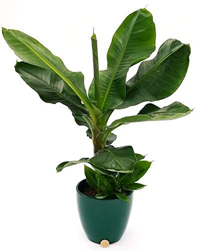 POWERS TO FLOWERS - BANANO, PIANTA DEL BANANO XXL IN VASO CERAMICA VERDE, pianta vera