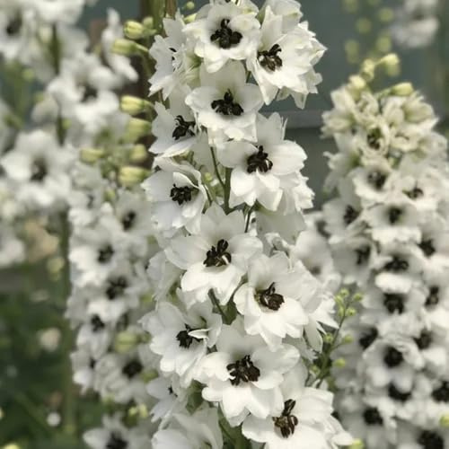 semi resistenti di delphinium da balcone, resistenti di delphinium, balcone selvatici da balcone, 350pcs