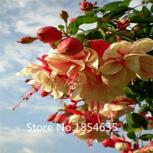 Graines de Fuchsia grimpant arbuste rustique fleurs roses pétillantes, Graine de Bonsaï: PAQUET DE 100 GRAINES