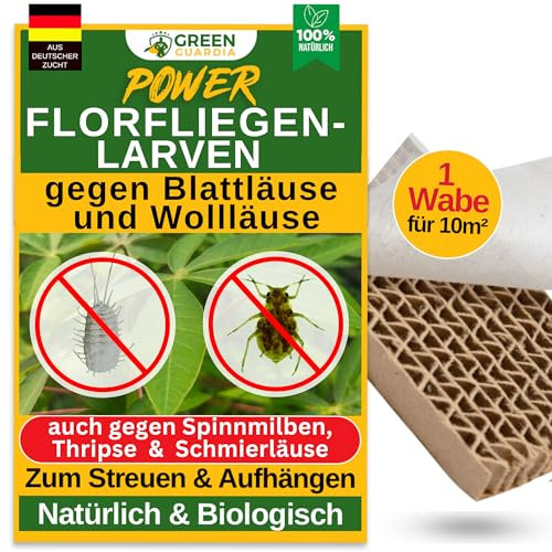 GREEN GUARDIA Potere larve di moscerini contro afidi e pidocchi - 1 nido d'ape per 10 m² - Agente biologico per efficace lotta contro afidi/pidocchi di lana per piante d'appartamento e ornamentali