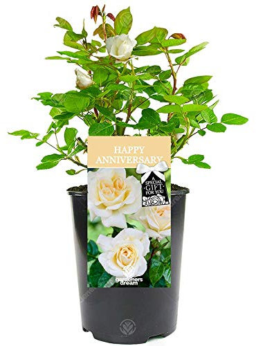 Happy Anniversary Rose - Wedding Anniversary - Help Celebrate a Special Couple's Precious Moment with a Unique Living Plant Gift