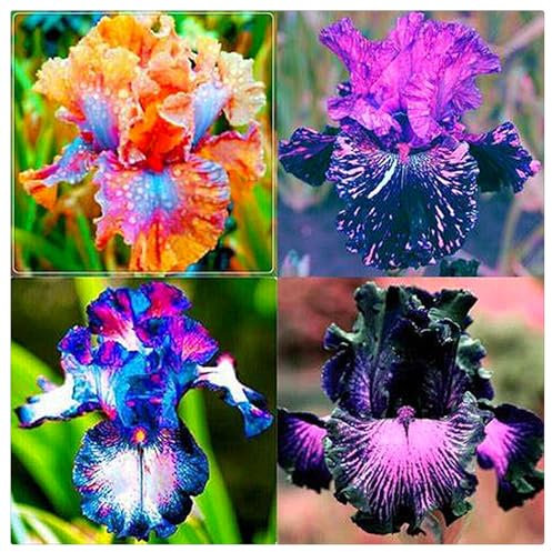 Iriszwiebeln,Gartenpflanzen,SchmetterlingsföRmige,Mehrjährig Stauden,Winterhart Mehrjährig,Winterharte,Schwertlilien Kaufen,Schwertlilien Winterhart Knolle-8zwiebeln-H