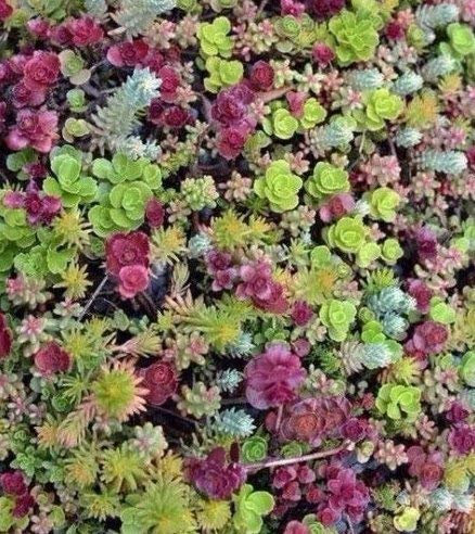 Sedum fresca mista 50 seedssucculents eccellente Performing Ground Cover