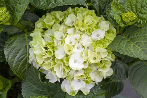 Hydrangea macrophylla 'Hochzeits-Hortensie' 30-40 cm – Winterhart, Mehrjährig, Pflegeleicht – Hortensie – Zierstrauch für Beet & Kübel