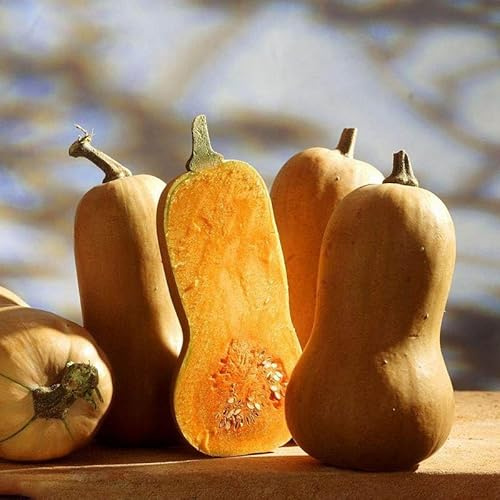semillas de calabaza - de balcón oficina jardín perennes resistentes semillas ajedrea calabaza perennes 200pcs