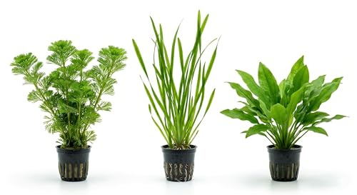 Set 3 Piante Vere Acquario: Cabomba, Vallisneria, Cryptocoryne green - Kit Piante Vive per Pesci d'Acqua Dolce, Facili da Coltivare e Ideali per Principianti in Ogni Acquario