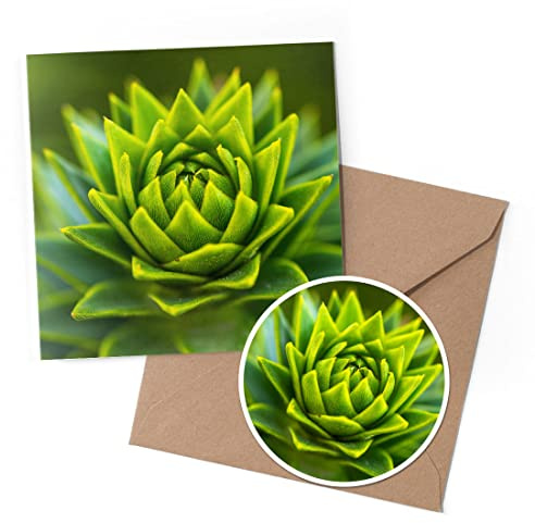 1 x Greeting Card & 10 cm Round Sticker Set - Monkey Puzzle Pine Tree - Birthday Thank You Friend Lover Fan Mum Dad Kids #51476