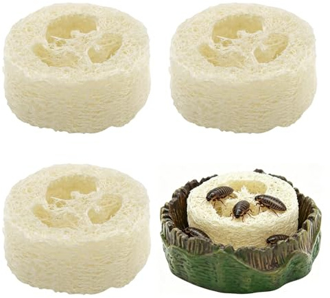 Kakerlaken-Wasserbecken & Luffa-Set, Kakerlaken-Habitat, Reptilienzubehör für Terrarien & Gehege, Komfortabler Lebensraum für lebende Kakerlaken, Asseln, Springschwänze, Wasser Geschirr
