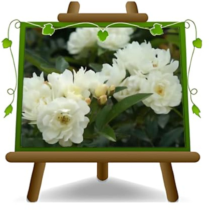 EURO PLANTS VIVAI Rosa Rampicante Banksiae Bianca Altezza 140 cm su Vaso da 18 cm
