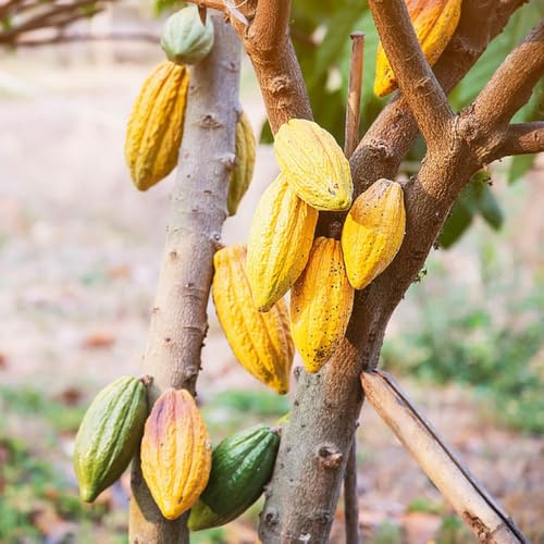 cacao semi di giardino balcone resistenti giardino 600pcs