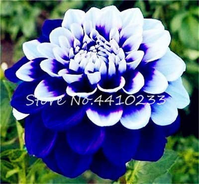 Kalash nouvelle 60pcs Dahlia Graines de fleurs pour jardinage blanc bleu