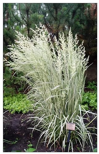 Stauden Gänge 3 x Calamagrostis x acutiflora 'Avalanche' im 1 Liter Topf (Ziergras/Gräser/Winterhart/Mehrjährig) Buntes Reitgras - Schneeweiße Akzente für stilvolle Gärten - Top Sichtschutz