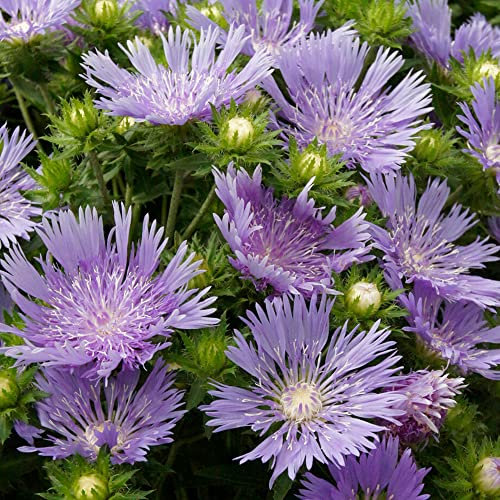 Stokesia Mel's - Blue Stoke's Aster | Semi-Evergreen Outdoor Garden Perennial (20-30cm Incl. Pot)