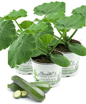 3er Set Zucchini Pflanze grün (Cucurbita pepo), Marktfrische Zucchini Pflanzen