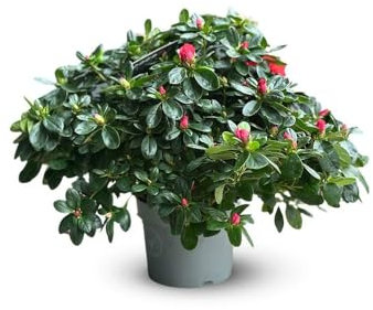 Attitude Jardin - Azalée indica - plante d'intérieur - 40-50 cm - ⌀ 18 cm - fleur rouge